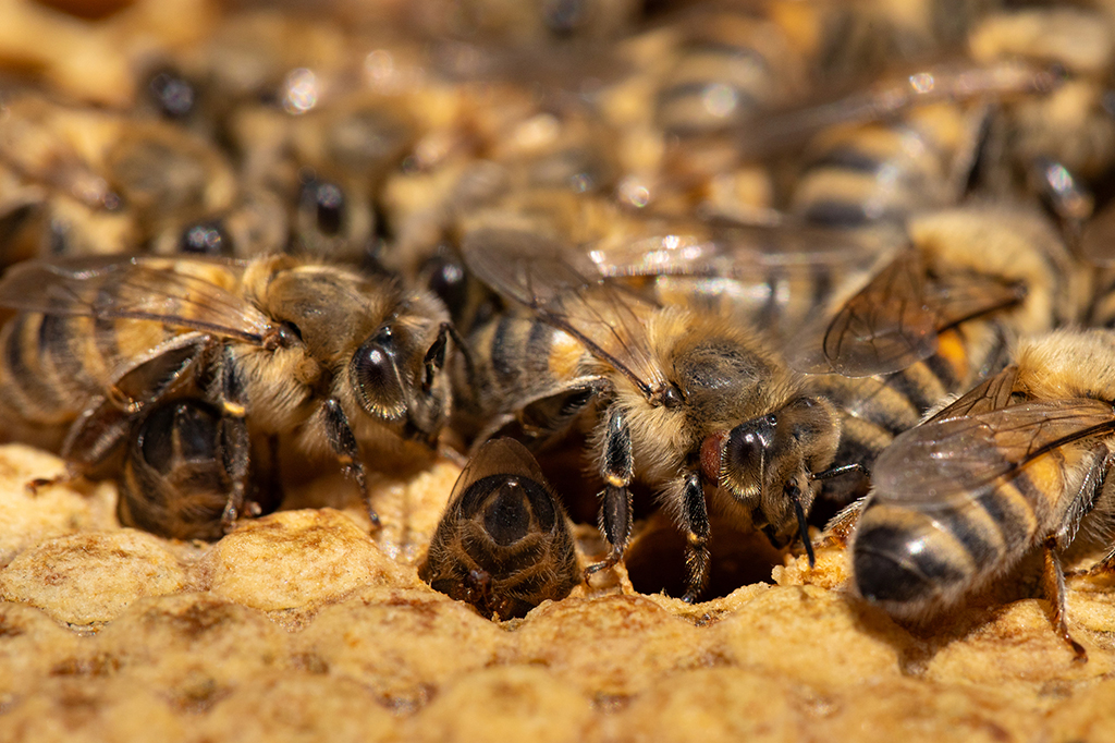 Fotografia da produção do documentário "O segredo das abelhas".