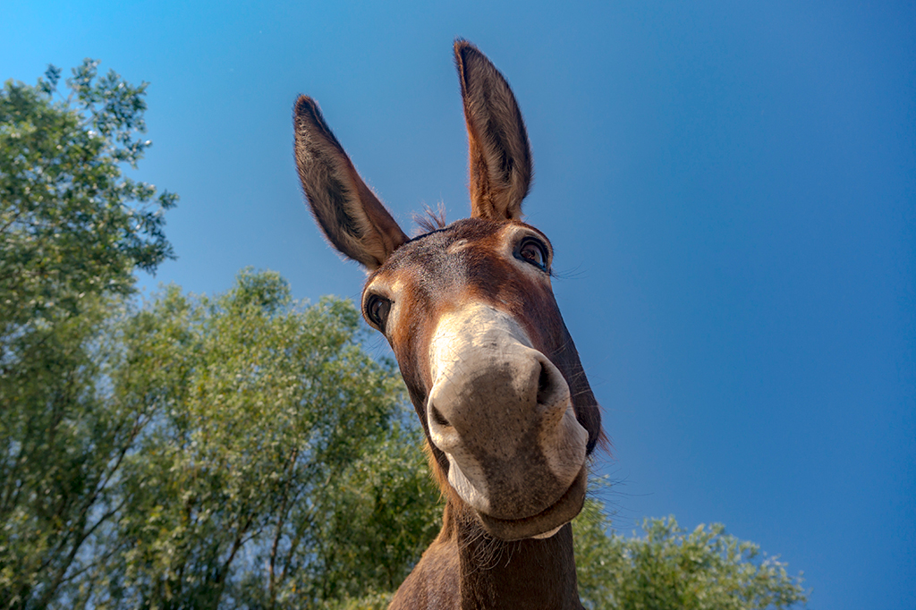Fotografia de um jumento.