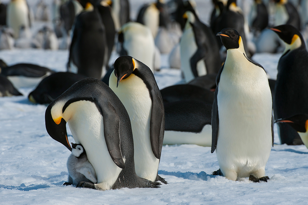 Fotografia de um grupo de Pinguins imperador.