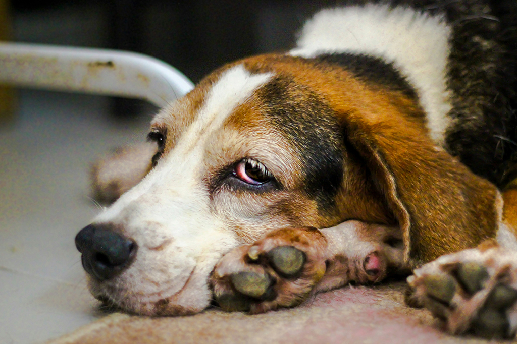Fotografia de um cachorro triste doente.