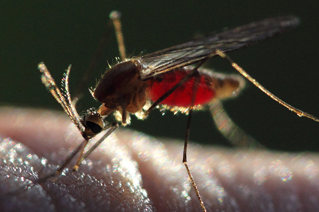 Fotografia de um mosquito Anopheles repleto de sangue humano.
