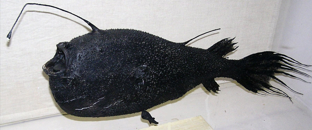 Fotografia de um anglerfish.