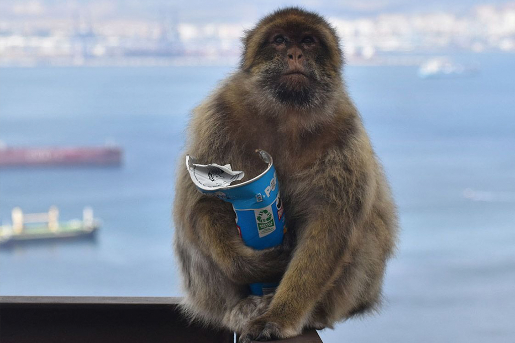 Fotografia de um macaco com uma latinha de pringles.
