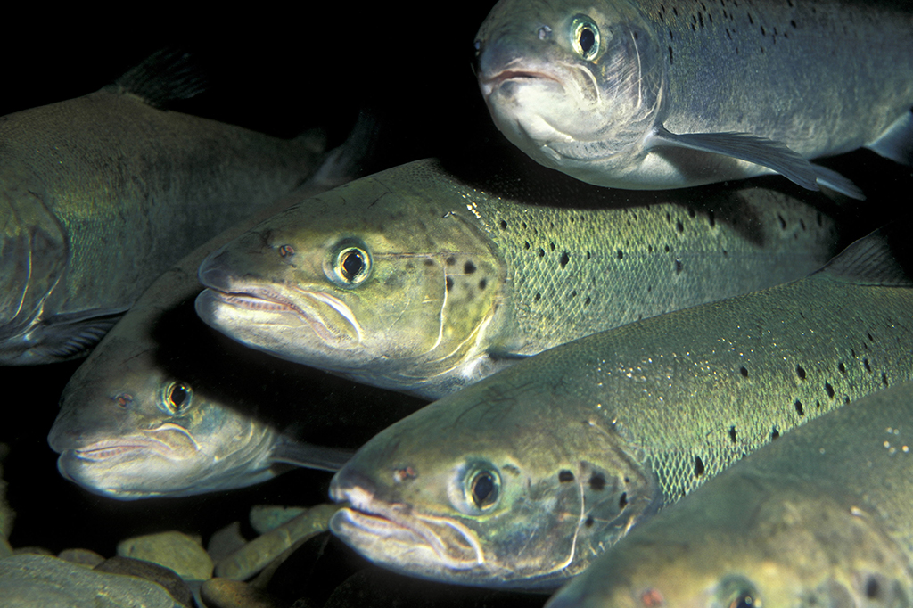 Fotografia de um cardume de salmão.