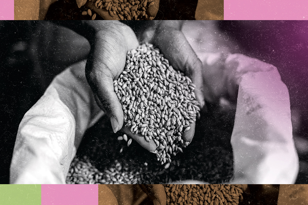 Imagem das mãos de um trabalhador rural cheia de grãos de cevada.