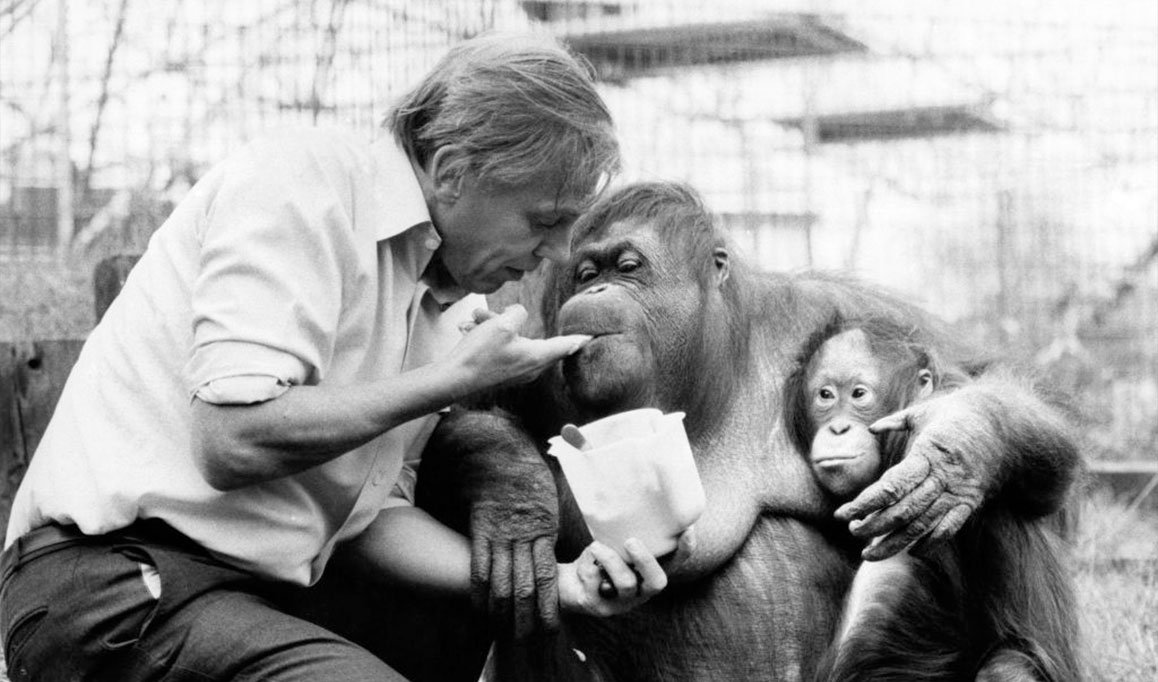David Attenborough com uma orangotango e seu filhote no Zool&oacute;gico de Londres. Abril de 1982.