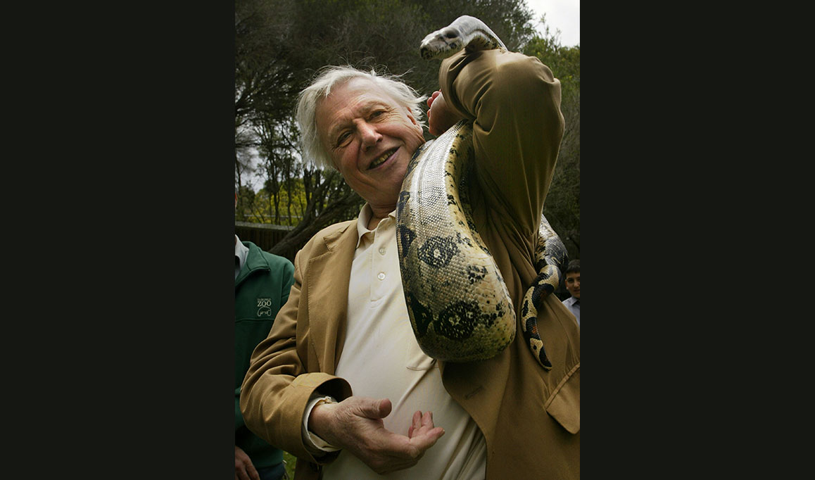 Uma p&iacute;ton cumprimenta David Attenborough durante uma sess&atilde;o de fotos no Zool&oacute;gico de Taronga Park, em 13 de outubro de 2003, em Sydney, Austr&aacute;lia.