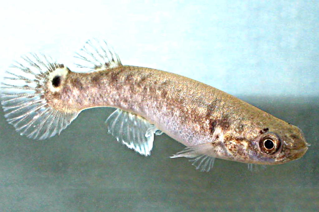 Imagem de um peixe da espécie Kryptolebias marmoratus.