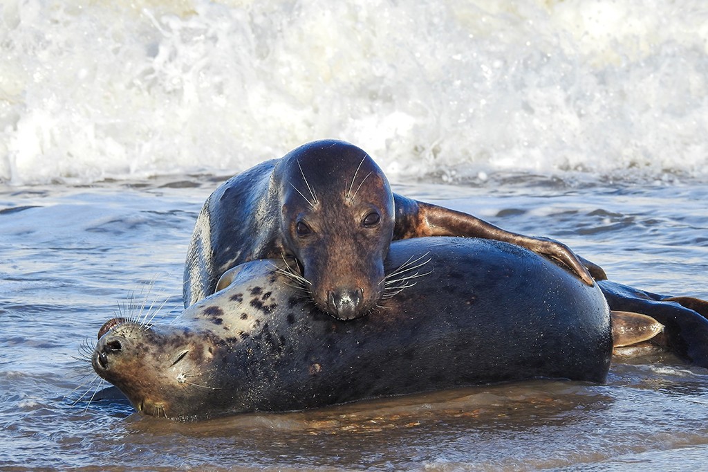 Duas focas cinzentas na água rasa da praia, uma deitada de lado com os olhos fechados e a outra apoiada sobre ela, olhando para frente, com uma onda branca ao fundo