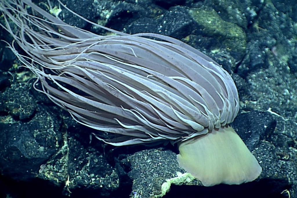 An&ecirc;mona-do-mar de cor creme com tent&aacute;culos longos e finos, repousando sobre rochas escuras no fundo do oceano