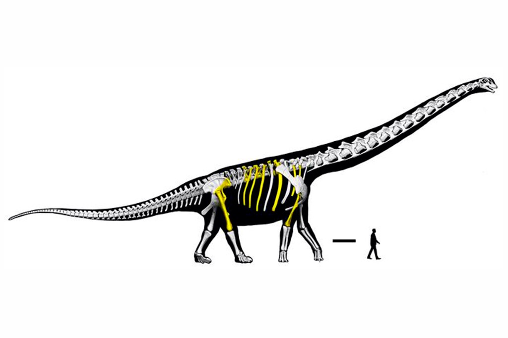 Ilustra&ccedil;&atilde;o de um dinossauro saur&oacute;pode com esqueleto vis&iacute;vel, destacando ossos em amarelo, e uma silhueta humana para compara&ccedil;&atilde;o de tamanho
