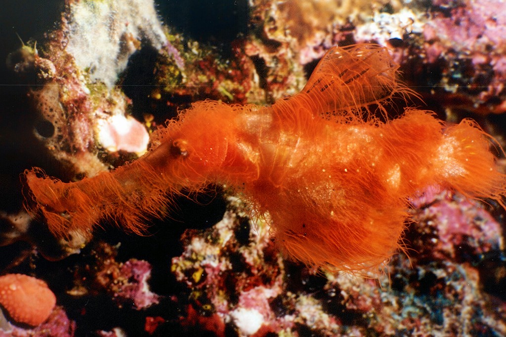 um peixe-cachimbo-fantasma peludo laranja (Teleostei: Solenostomidae), com corpo coberto por filamentos finos, camuflado entre corais e rochas marinhas de tons avermelhados e escuros
