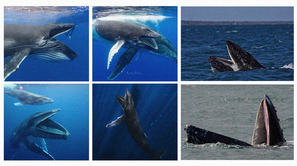 Seis imagens de baleias-jubarte em diferentes momentos de alimenta&ccedil;&atilde;o, algumas submersas com a boca aberta e outras emergindo da &aacute;gua com a boca escancarada
