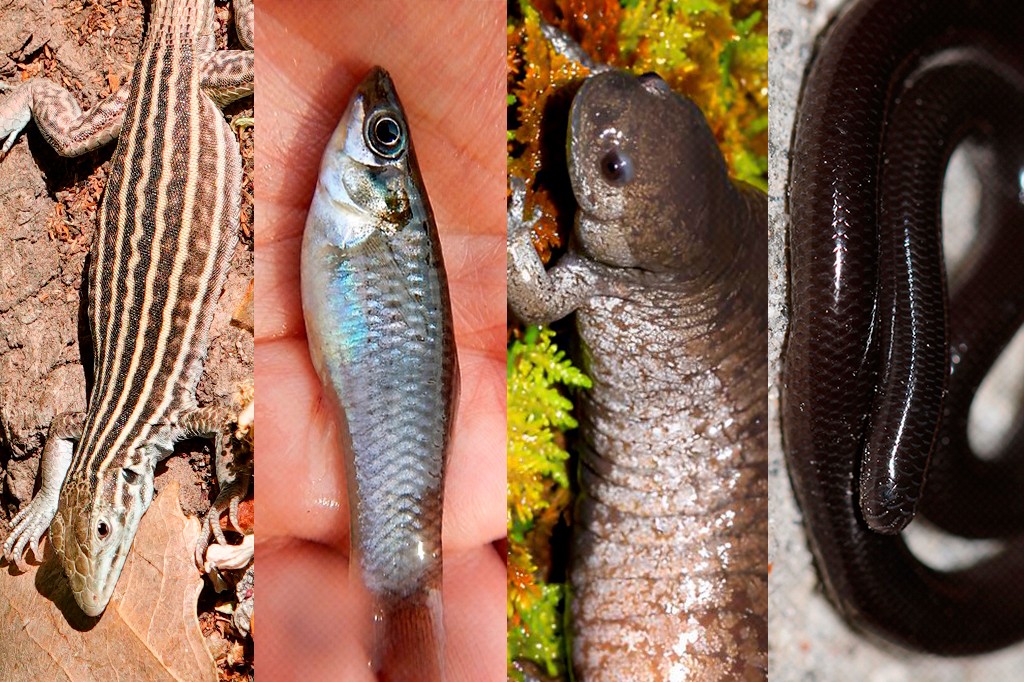 Quatro imagens lado a lado: um lagarto listrado em marrom e creme, um peixe pequeno prateado na mão, uma salamandra marrom em musgo verde, e uma cobra escura enrolada
