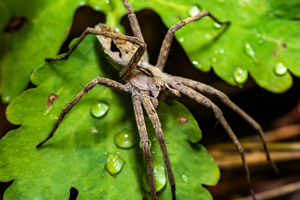 Aranha-lobo marrom-acinzentada com oito patas longas e peludas, sobre uma folha verde com gotas de água brilhantes