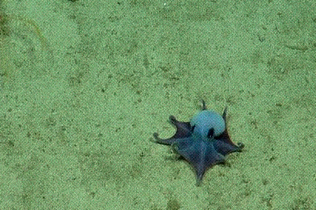 Um pequeno polvo roxo-azulado com olhos grandes e escuros, rastejando sobre um fundo marinho arenoso de cor verde-oliva