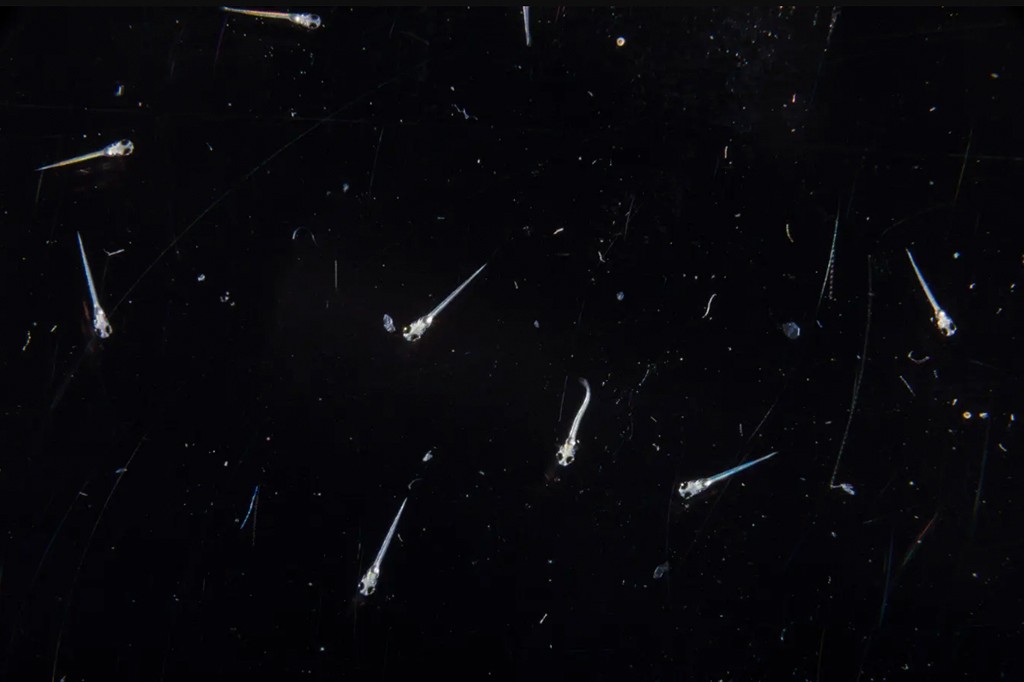 Pequenos peixes transparentes, com olhos escuros e caudas finas, nadam em um fundo preto com riscos e pontos brancos