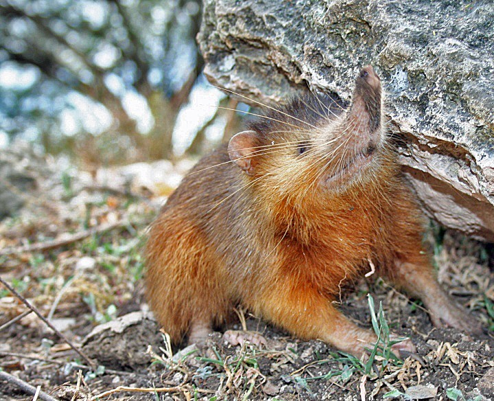 Um roedor Hispaniolan solenodon marrom-avermelhado com focinho alongado e bigodes longos, apoiado em tr&ecirc;s patas, com a pata dianteira direita levantada, perto de uma rocha cinza e vegeta&ccedil;&atilde;o seca.