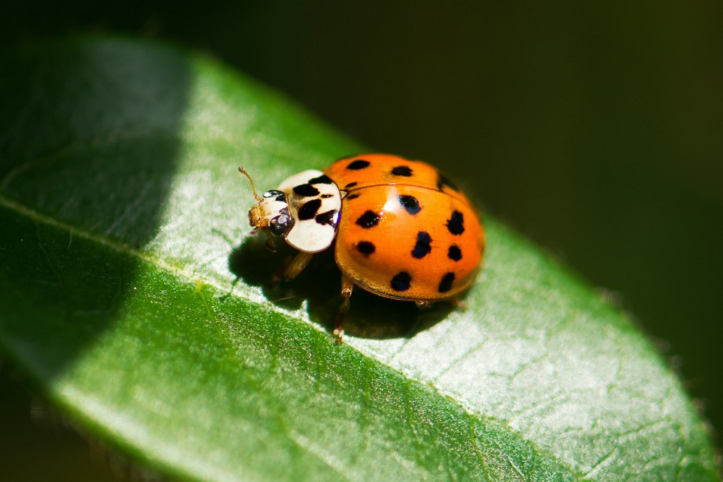Imagem de uma joaninha tomando Sol em cima de uma planta.