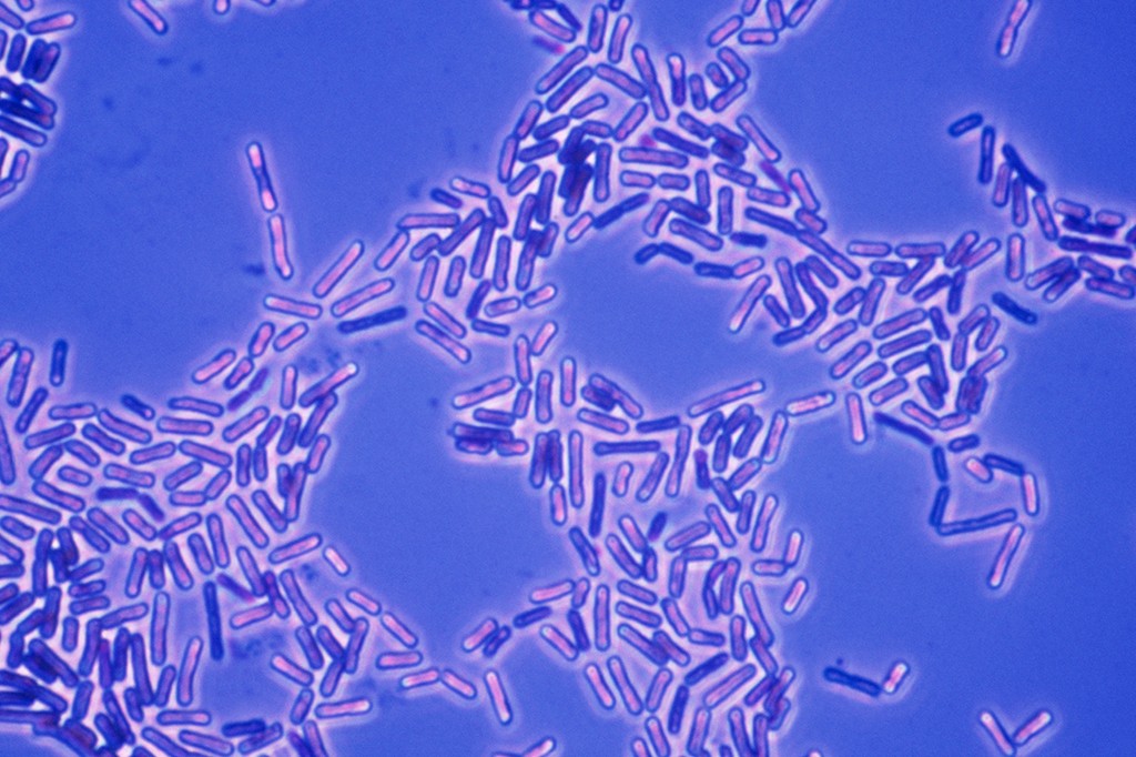 Microscopia de bastonetes bacterianos roxos e rosados, com contornos claros, espalhados sobre um fundo azul-claro