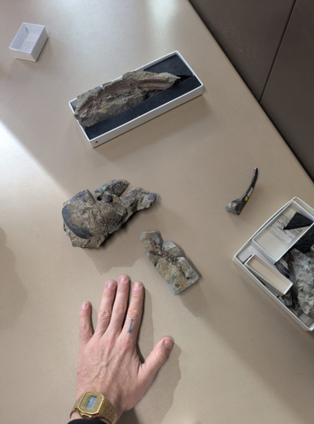 M&atilde;o masculina com rel&oacute;gio dourado sobre mesa bege, exibindo f&oacute;sseis e rochas em caixas de museu