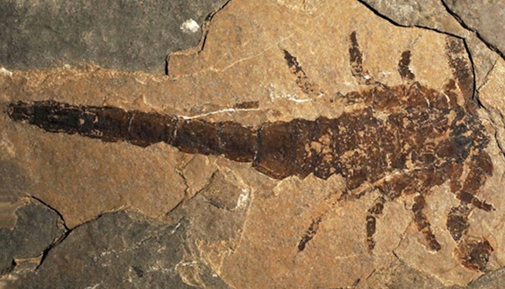 F&oacute;ssil de escorpi&atilde;o marrom escuro em rocha sedimentar clara, com corpo segmentado e cauda longa, mostrando detalhes das patas e pin&ccedil;as fossilizadas