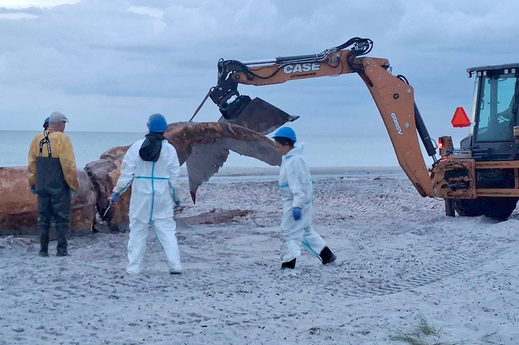 Três pessoas em uma praia arenosa, duas vestindo macacões brancos de proteção e capacetes azuis, observam uma escavadeira laranja da marca Case levantando parte de uma carcaça de baleia escura. O céu está nublado e o mar cinzento ao fundo