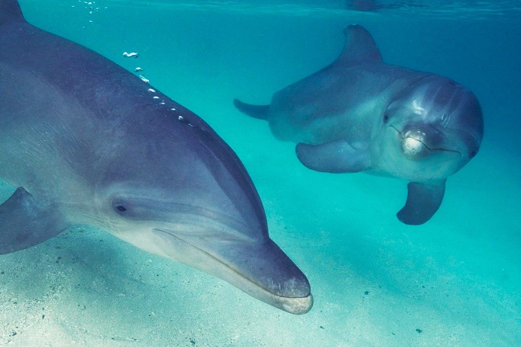 Dois golfinhos nadando em águas claras e azul-turquesa. Um golfinho está em primeiro plano, de perfil, cansado, com bolhas subindo de seu dorso. O outro está mais ao fundo, de frente, com um sorriso no rosto. O fundo é de areia clara e o sol ilumina a água, criando um ambiente sereno.