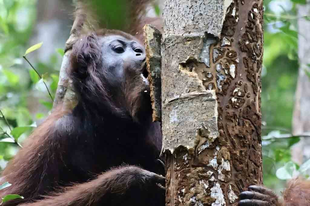 Orangotango-de-bornéu (Pongo pygmaeus), marrom com rosto cinza, mordendo a casca de uma árvore com o tronco danificado, em meio à folhagem verde da floresta
