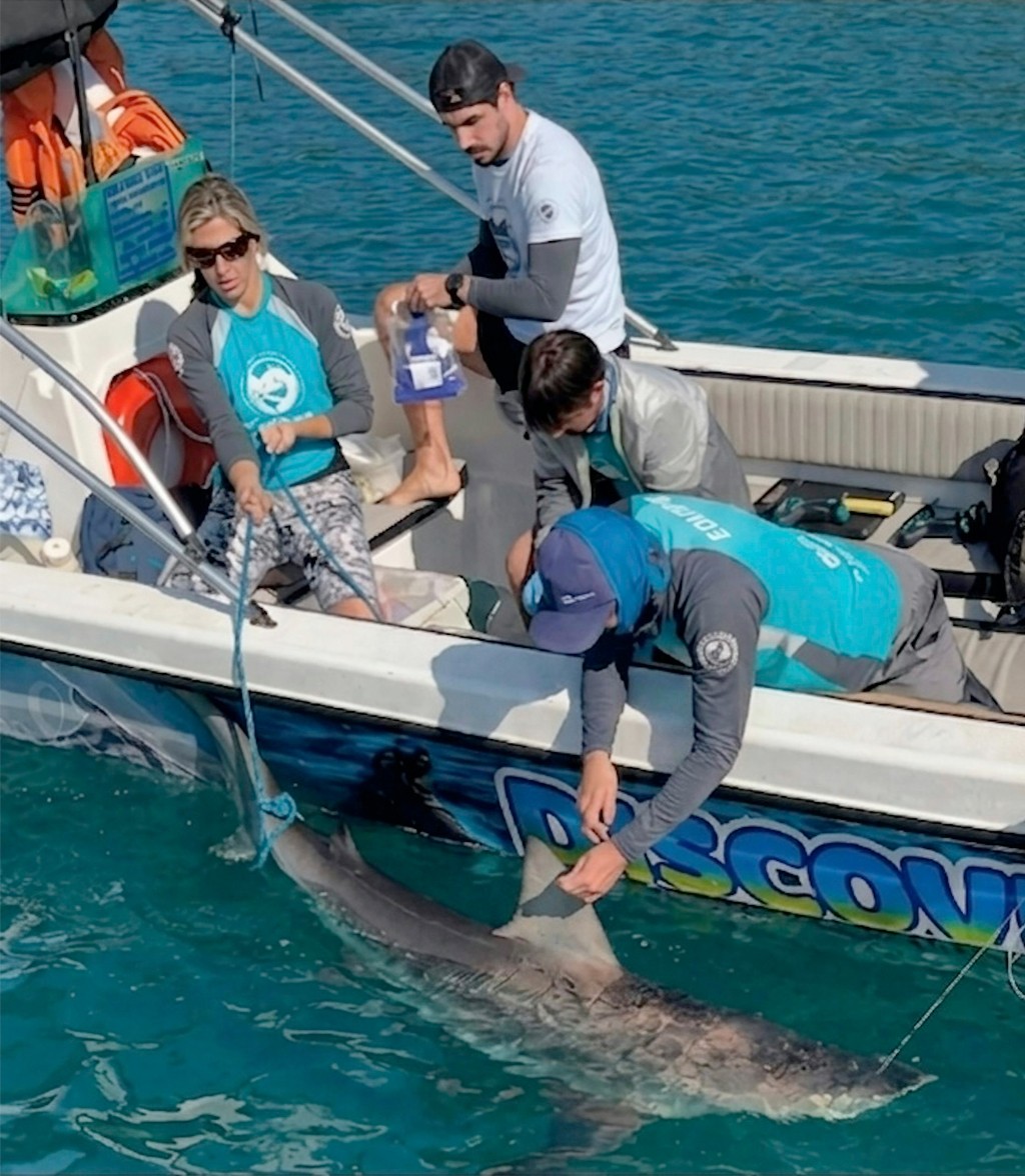 Quatro pesquisadores em um barco branco, com um deles segurando a cauda de um tubar&atilde;o na &aacute;gua, enquanto outro segura uma corda amarrada &agrave; cabe&ccedil;a do animal
