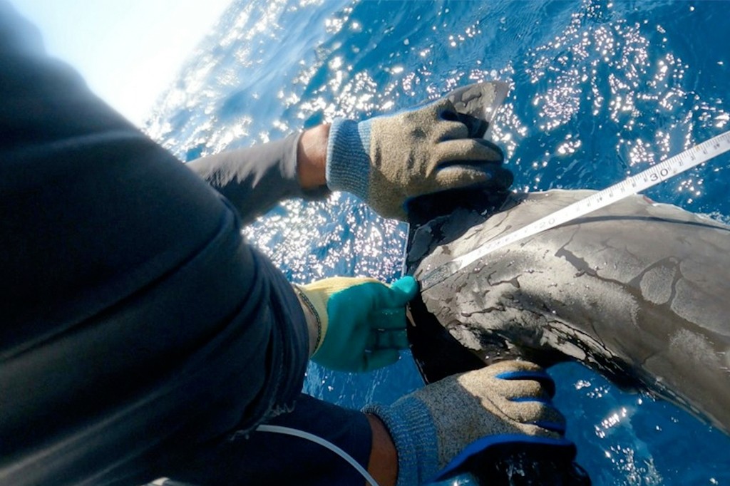 Duas m&atilde;os com luvas de prote&ccedil;&atilde;o, uma bege e azul e outra bege e verde, medem um golfinho cinza escuro com uma fita m&eacute;trica branca, sobre a &aacute;gua azul cintilante do oceano