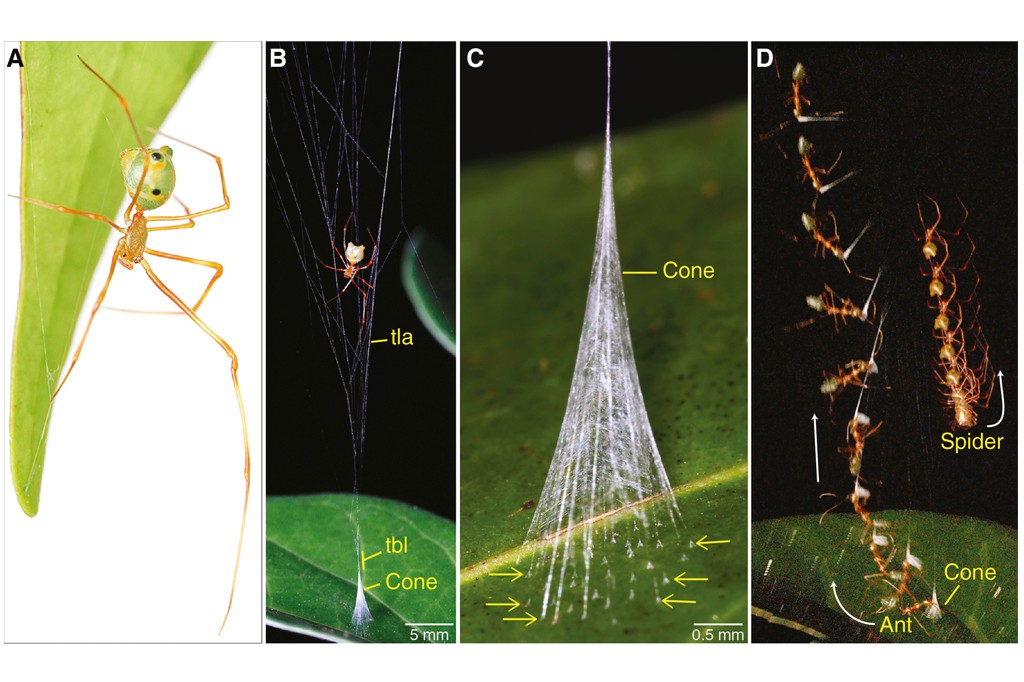 Quatro imagens detalham a aranha-mimética e sua técnica de caça. A mostra a aranha camuflada em uma folha verde. B exibe a aranha em uma teia cônica. C amplia o cone de seda com setas indicando a base. D apresenta uma sequência de movimentos da aranha capturando uma formiga no cone