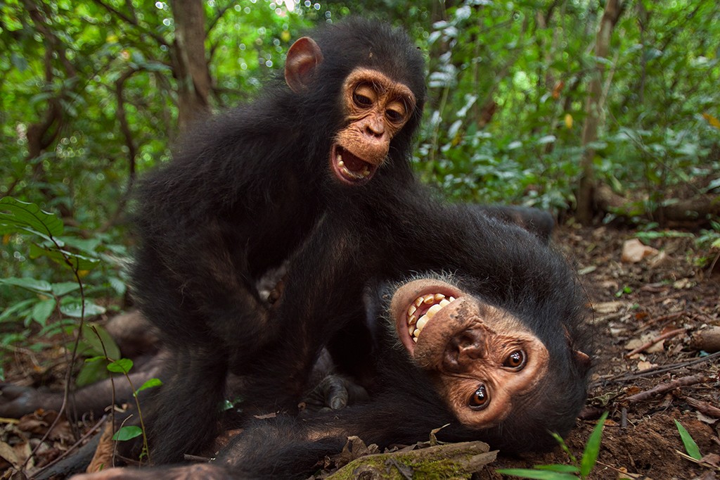 Risos humanos e de primatas podem ter a mesma origem de 15 milhões de anos