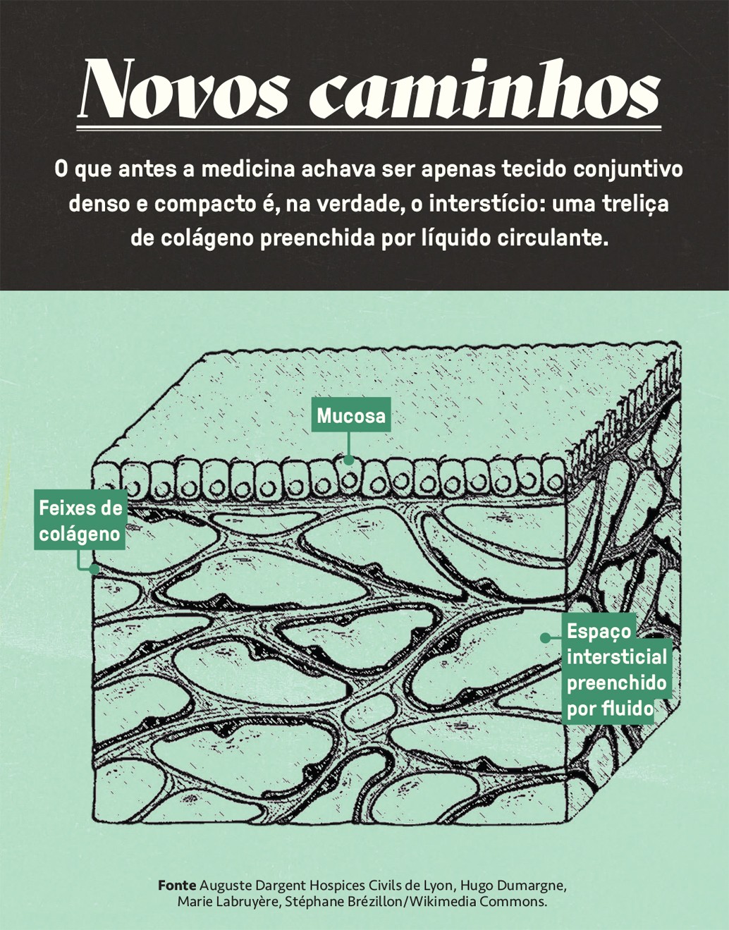 Ilustra&ccedil;&atilde;o cient&iacute;fica detalhada do interst&iacute;cio, mostrando a mucosa na parte superior, feixes de col&aacute;geno entrela&ccedil;ados e o espa&ccedil;o intersticial preenchido por fluido. O t&iacute;tulo Novos caminhos e o texto explicam que o interst&iacute;cio &eacute; uma treli&ccedil;a de col&aacute;geno com l&iacute;quido circulante, antes considerado apenas tecido conjuntivo denso.