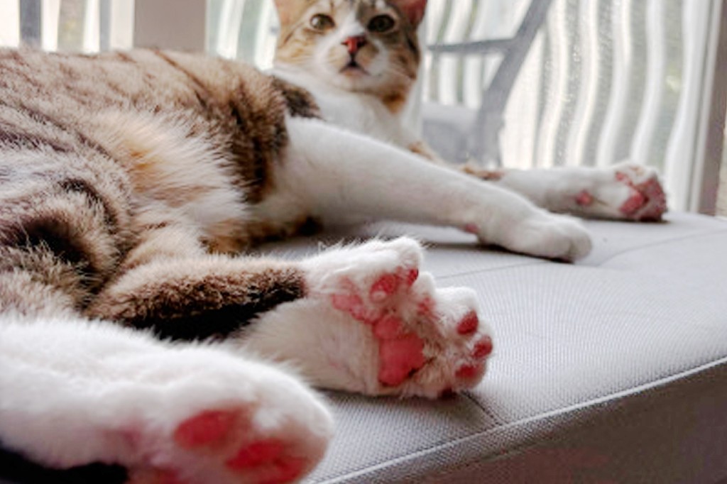 Gato malhado branco e marrom deitado em um sofá cinza, com as patas dianteiras esticadas e as almofadas rosadas, com mais de cinco dedinhos visíveis, olhando para frente