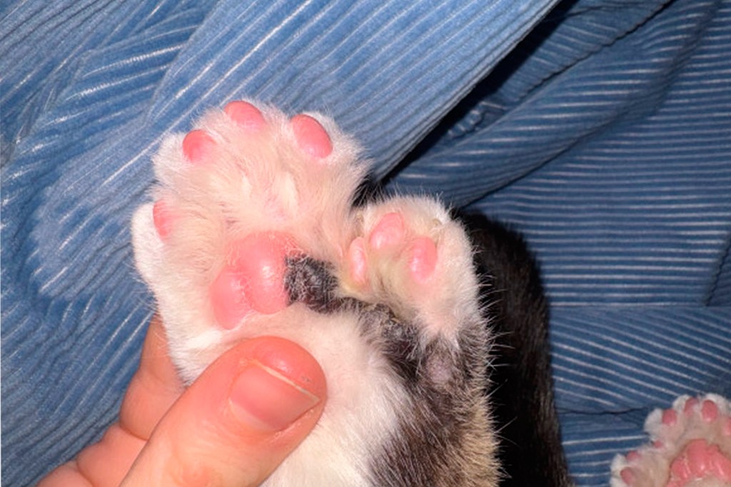 Uma m&atilde;o segura a pata de um gato, revelando suas almofadas rosadas e macias, com mais dedinhos que o comum. O pelo do gato &eacute; branco e preto, e o fundo &eacute; um tecido azul listrado