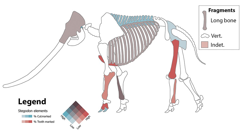 Esqueleto de Stegodon com ossos coloridos indicando marcas de corte e dente. A legenda mostra que azul representa marcas de corte e vermelho, marcas de dente, com gradientes de intensidade. Uma caixa de fragmentos exibe ossos longos, v&eacute;rtebras e indeterminados