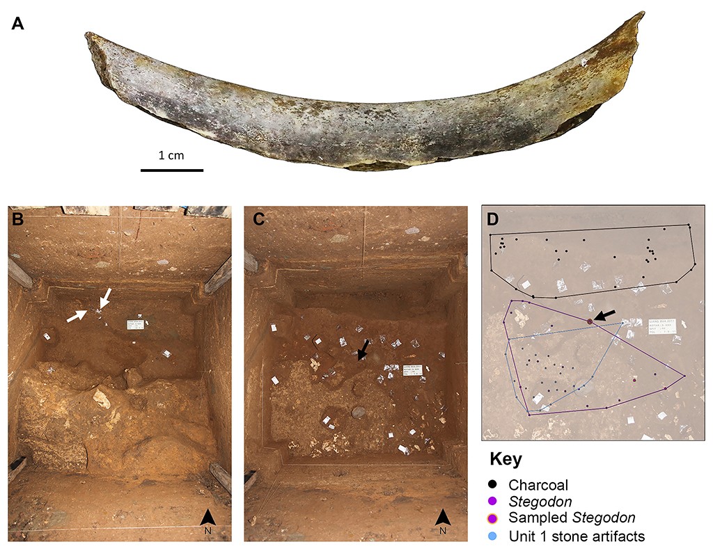 Quatro imagens ilustram achados arqueol&oacute;gicos. A mostra um fragmento de osso curvo, esbranqui&ccedil;ado e com manchas escuras, com uma r&eacute;gua de 1 cm. B e C s&atilde;o fotos a&eacute;reas de uma escava&ccedil;&atilde;o retangular no solo, com terra marrom e alguns objetos marcados com setas e etiquetas. D &eacute; um mapa da escava&ccedil;&atilde;o, com pontos pretos, roxos e azuis representando carv&atilde;o, estegodonte e artefatos de pedra, respectivamente, e uma legenda explicativa