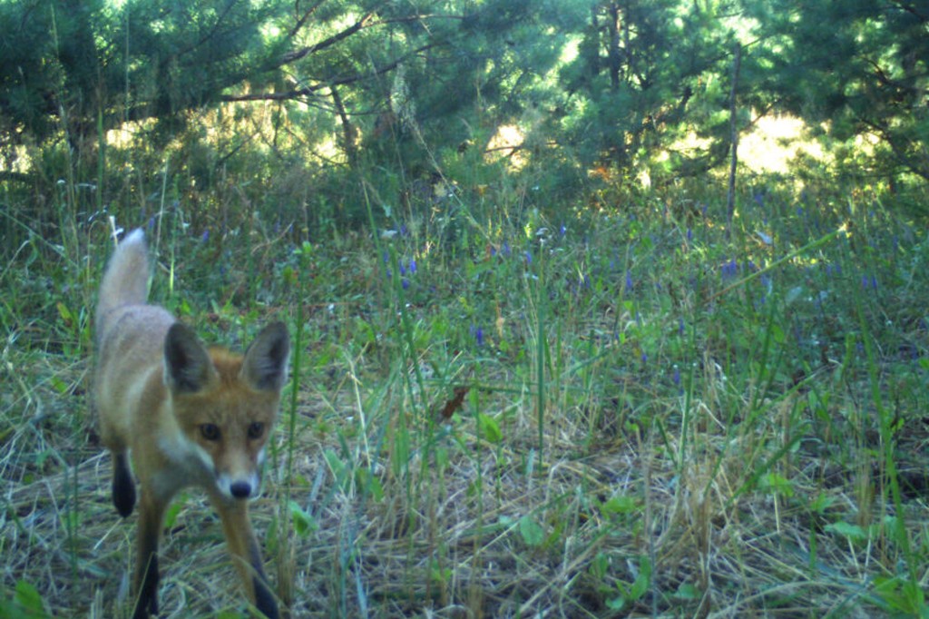 Uma raposa-vermelha de pelagem marrom-alaranjada e cauda branca caminha em um campo de grama alta e flores roxas, com &aacute;rvores ao fundo