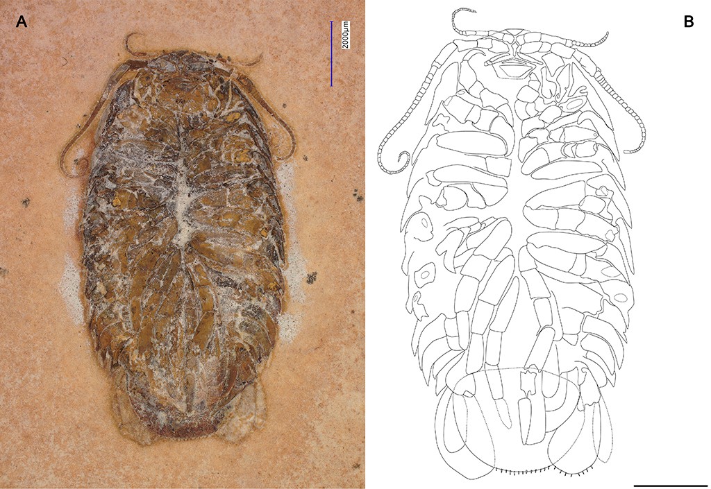 F&oacute;ssil de um crust&aacute;ceo is&oacute;pode marrom-acinzentado em rocha clara, com corpo oval segmentado e ap&ecirc;ndices finos na cabe&ccedil;a. Ao lado, um desenho de linha preta detalha a estrutura do animal, mostrando segmentos e patas articuladas