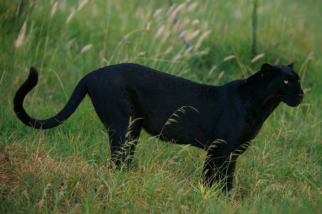 Pantera negra de pelagem escura e olhos amarelos, em p&eacute; na grama alta, olhando para a direita com foco e aten&ccedil;&atilde;o