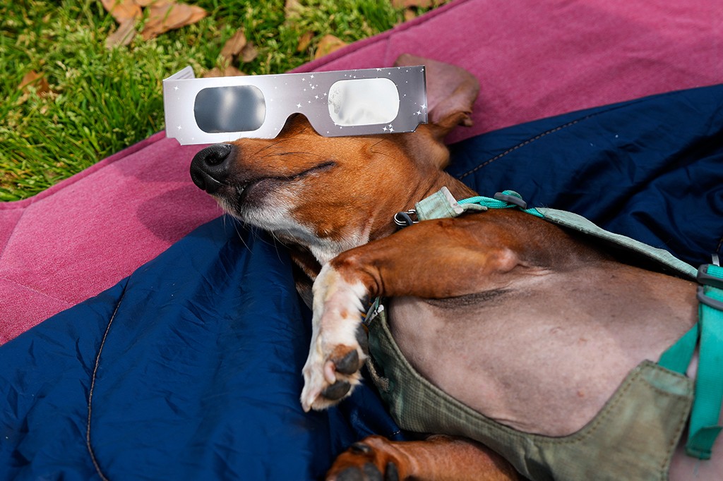 Por que os animais se comportam de forma estranha durante um eclipse solar?