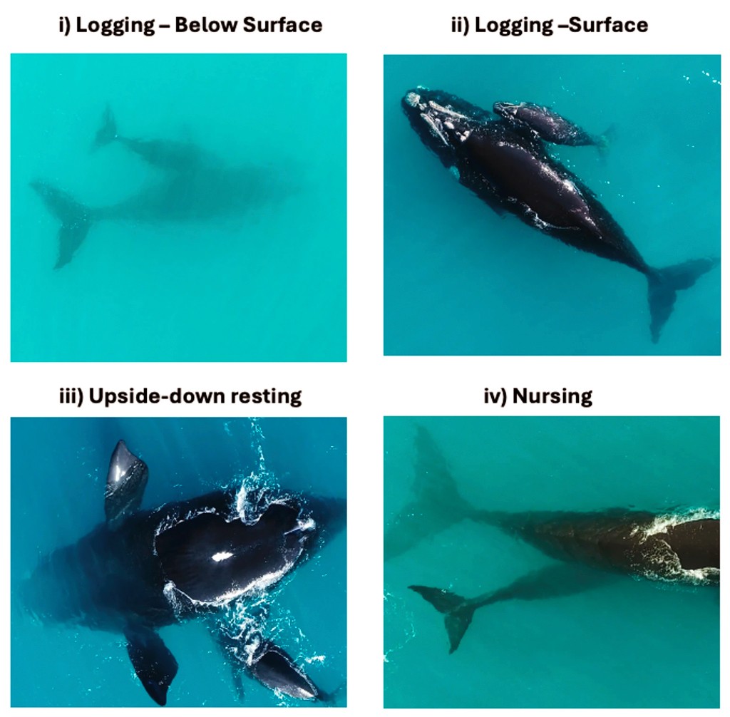 Quatro fotos a&eacute;reas de baleias-francas no oceano azul-turquesa. A primeira mostra uma baleia submersa, a segunda uma baleia-m&atilde;e com filhote na superf&iacute;cie, a terceira uma baleia de barriga para cima e a quarta uma baleia-m&atilde;e amamentando o filhote submerso