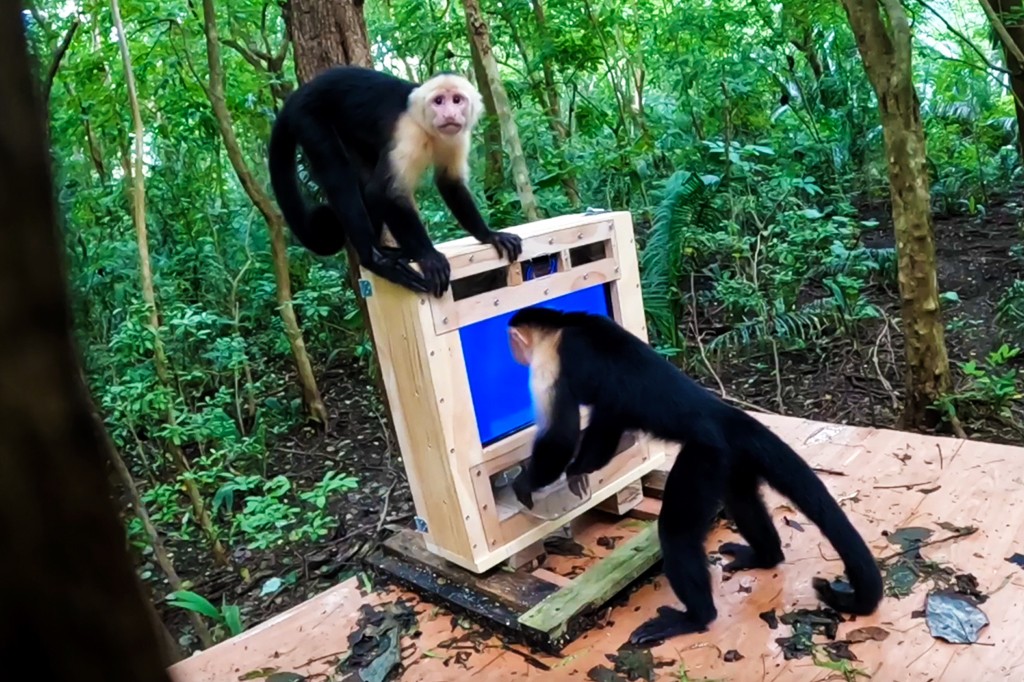 Wild capuchin monkeys in Costa Rica interact with artificial intelligence in new study