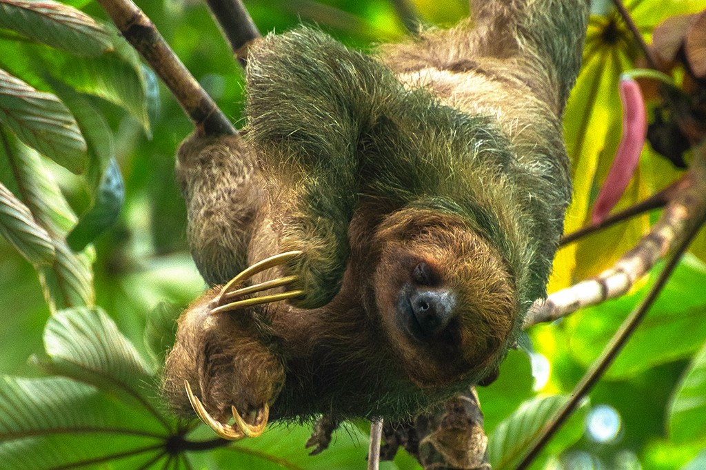 Bicho-preguiça marrom e verde pendurado de cabeça para baixo em um galho, com garras longas e afiadas visíveis, em meio a folhagens verdes