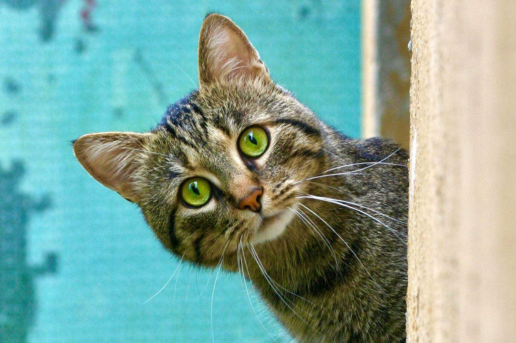 Gato com vibrissas visíveis na face e patas