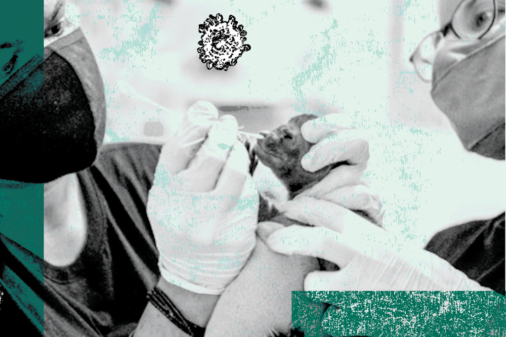Profissionais de sa&uacute;de com m&aacute;scaras e luvas brancas manuseiam uma haste de algod&atilde;o num animal silvestre, com um v&iacute;rus ilustrado acima, em tons de cinza e verde-&aacute;gua.