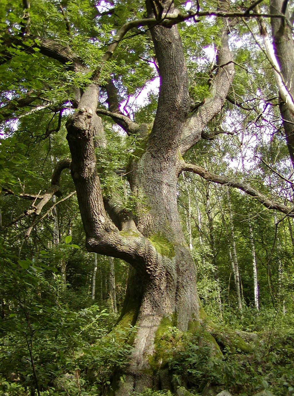 Tronco robusto de uma &aacute;rvore antiga coberto por musgo verde, com galhos grossos e folhagem densa, em uma floresta iluminada pelo sol