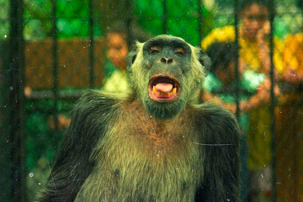 Macaco com pelagem esverdeada e escura, boca aberta mostrando dentes amarelados e l&iacute;ngua rosada, em primeiro plano. Ao fundo, pessoas borradas observam atrav&eacute;s de grades, em ambiente verde