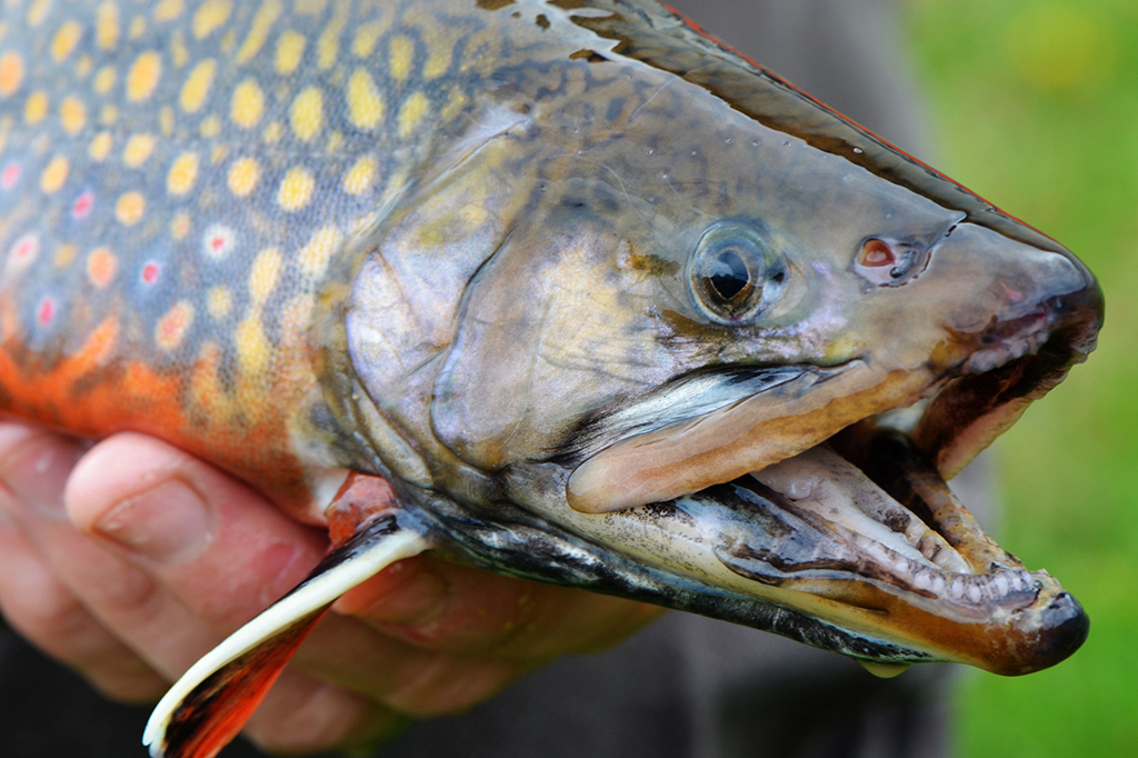 Como peixes “supermachos” eliminam espécies invasoras em rios dos EUA